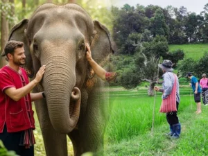 1 Day hiking at Doi Inthanon (Area) + Elephant care